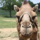 the face of a camel