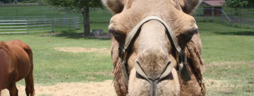 the face of a camel