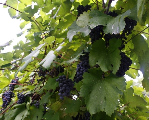 west sandy creek winery grapes on vine