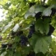 west sandy creek winery grapes on vine
