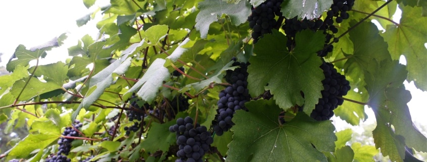 west sandy creek winery grapes on vine