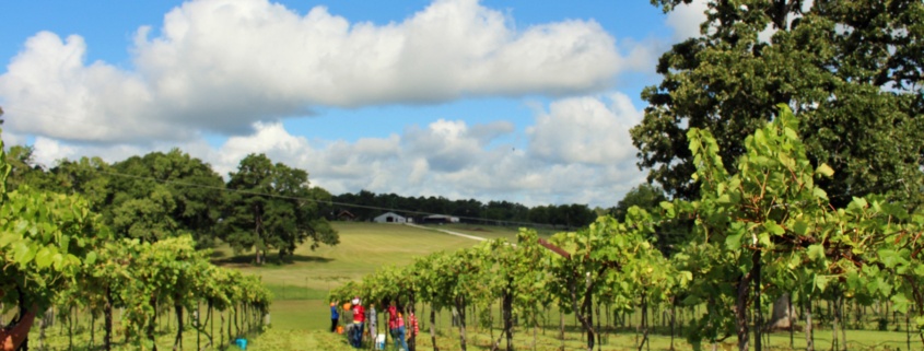 Houston-area vineyard West Sandy Creek Winery