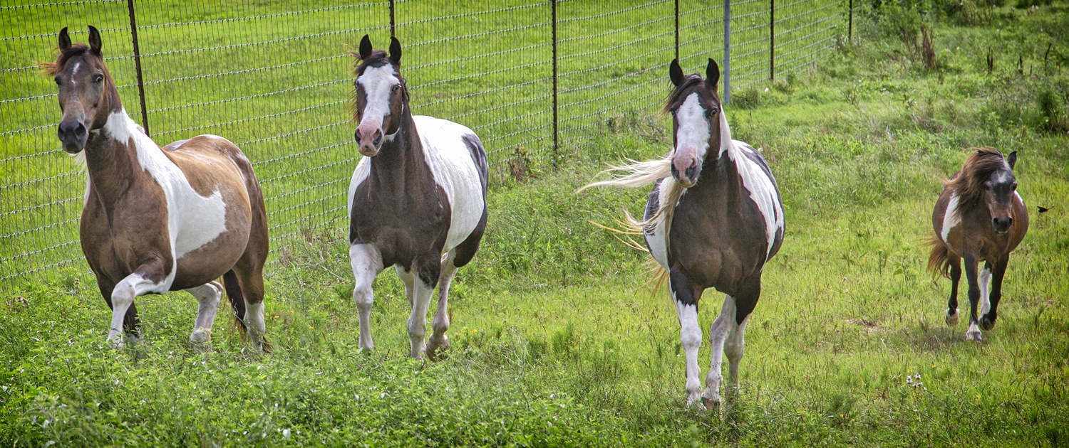Horses running at West Sandy Creek Winery