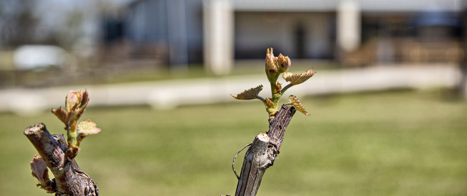 Tree branches and new growth at West Sandy Creek Winery