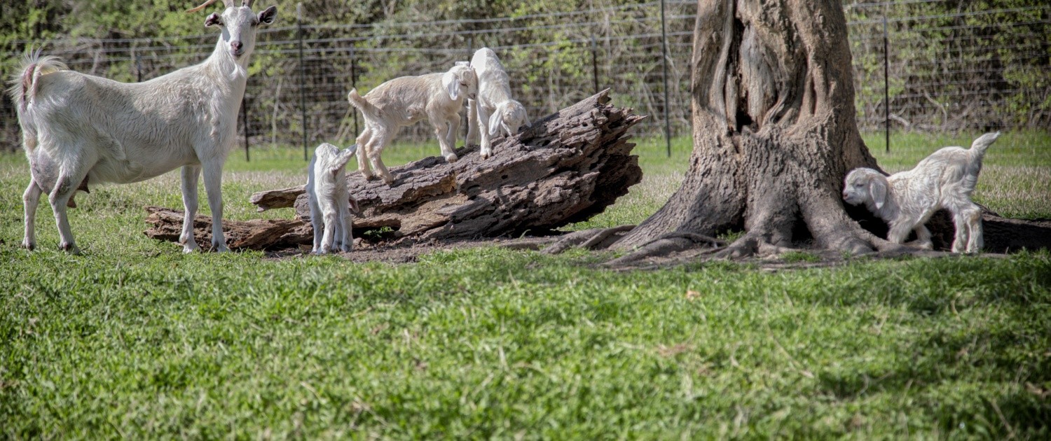 Baby goats at West Sandy Creek Winery