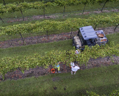 harvesting wines