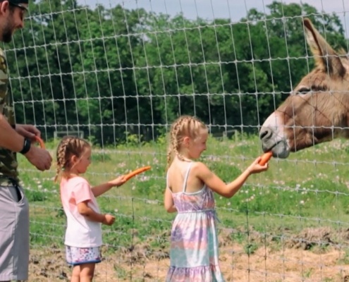 kid and donkey