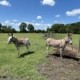 Two Donkeys in a fenced field at WSCW